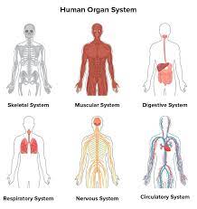 Human Body Ck 12 Foundation