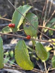 Image result for Grewia forbesii