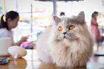 22 Friendliest Cat Breeds | Mom