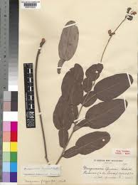 Image result for Droogmansia