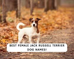 Names that begin with j. Top 100 Female Jack Russell Terrier Dog Names 2021 We Love Doodles