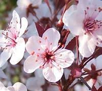 Maybe you would like to learn more about one of these? Picking A Winner Choosing The Right Flowering Tree Bay Gardens