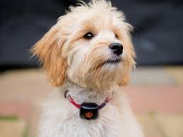 Measuring your dog + measure around the base of your dog's neck, checking the tape measure is not too tight by leaving space for two fingers. Top 10 Most Popular Crossbreed Dogs Pitpat