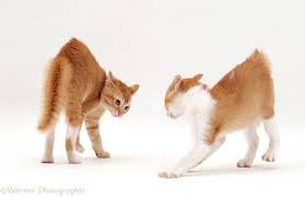 Are your cats fighting or playing? Kittens In Arched Back Play Fight Posture Photo Wp16683