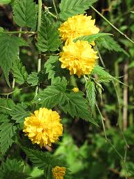 Image result for Kerria japonica