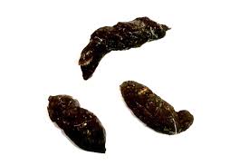 Rattenkot erkennen - wie sieht Rattenkot aus?