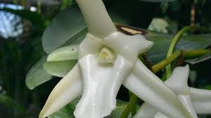 Image result for Angraecum