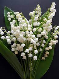 Lily Of The Valley Convallaria Majalis Beautiful Flowers White Flowers Pretty Flowers