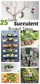 25 Indoor Succulent Diy Project Ideas Succulent Garden Indoor Indoor Succulent Planter Succulents Diy