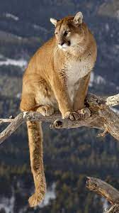 Cougar mountain lion animal panther predator cat feline. Wallpapers National Park Felidae Cat Puma Animal Animals Big Cats Animals Wild
