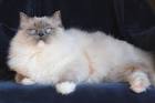 Excellent Ragdoll Kittens in Ashburn | 4907668683 | Oodle ...