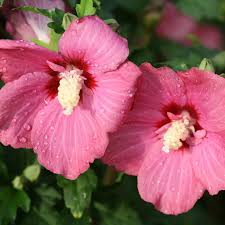 Image result for Hibiscus kirkii