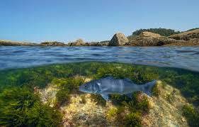Photo Les poissons boivent-ils de l'eau ? - 20 Minutes