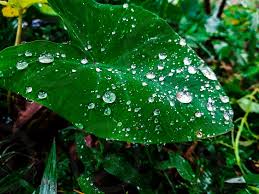 Beauty When Rain Drops Over Green Leafs You Can Find The Beauty Rain Drops Makes Things Choose from a curated selection of beautiful photos. photo by nusrat shawon beauty when rain drops over green leafs you can find the beauty rain drops makes things more and more beautiful this beauty