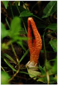 Image result for Pseudocolus schellenbergiae