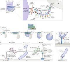 Plant cell vacuoles tend to store a great deal of. Mechanisms Governing Autophagosome Biogenesis Nature Reviews Molecular Cell Biology