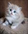 Adorable Ragdoll Kittens for sale - Catlana Ragdolls