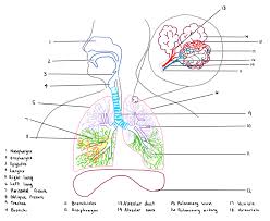 Browse 1,290 circulatory system label stock photos and images available, or start a new search to explore more stock photos and images. How To Draw The Human Respiratory System 13 Steps With Pictures