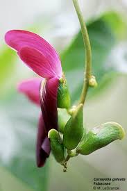 Image result for Canavalia