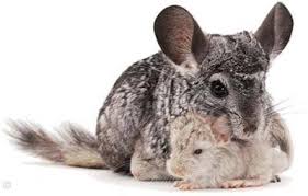 Chinchilla Birth