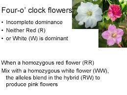 The dominant trait shows up in the offspring. Snapdragons Huh Incomplete Dominance Neither Allele Is Completely