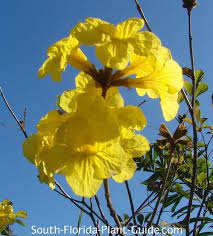 Choose one fit for your area and delight. Tabebuia Tree