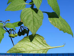 Image result for Solanum scabrum