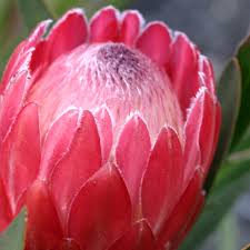 Image result for Protea madiensis