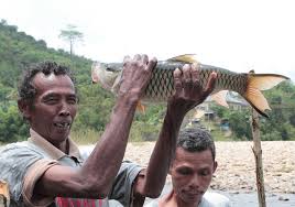 Apakah ia lebih sering berada di dasar akuarium? Ternyata Ada Lubuk Larangan Di Sungai Subayang Seperti Apa Mongabay Co Id