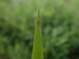 Image result for Acroceras zizanioides