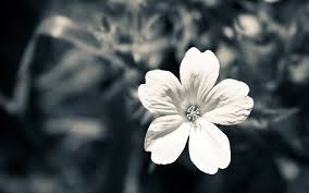 We have an extensive collection of amazing background images carefully chosen by our community. Black And White Flower Wallpaper 54 Fullscreenwallpaper Flower Desktop Backgrounds Wallpapers Hd 1920x1200 Download Hd Wallpaper Wallpapertip