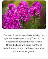 Perhaps it is a certain reluctance to let go of summer because every year at this time i find myself searching for ways to extend the flowering season. Candy Store Garden Phlox Prairie S Edge Garden Center Facebook