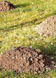 Wuhlmaus Oder Maulwurf Gemuseanbau Schadlinge Im Garten Was Tun Gegen Wuhlmause