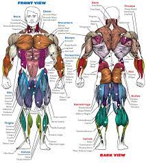 Muscles german names chart muscular male body. Diagram Arm Muscle Anatomy Diagram Full Version Hd Quality Anatomy Diagram Outletdiagram Radioliberty It