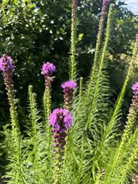 John L. Clark Native Plant Garden
