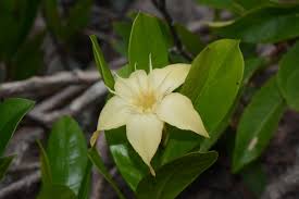 Image result for Strophanthus bequaertii