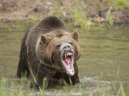 Polar bears roam the arctic ice sheets and swim in that region's coastal waters. Grizzly Bear Defending Her Cub Attacks Father And Son Causing Significant Injuries To Pair