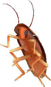 Dancing Cockroach Know Your Meme
