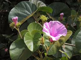 Image result for Argyreia nervosa