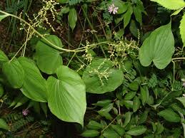 Image result for Dioscorea asteriscus