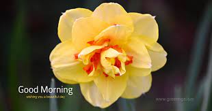 Good Morning Wishes Narcissus Flower Good Morning Wishes Narcissus Flower Flowers