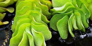 Image result for Salvinia hastata