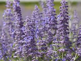 Image result for Perovskia atriplicifolia lacey blue photo