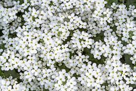 Maybe you would like to learn more about one of these? Cual Es El Significado Del Color Blanco En Los Ramos De Flores