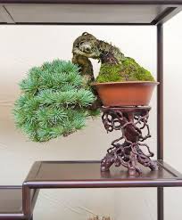 Shohin Bonsai Pine Tree In Slanting Form Indoor Bonsai Tree Bonsai Tree Bonsai Art
