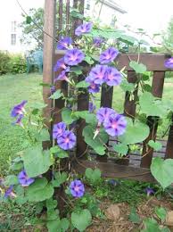 Image result for Ipomoea tricolor