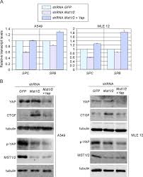 If you like the manga, please click the bookmark button (heart icon) at the bottom left corner to add it to your favorite list. A Conserved Mst1 2 Yap Axis Mediates Hippo Signaling During Lung Growth Sciencedirect