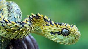 Green Yellow And Black Snake Snake Wallpaper Viper Snake Beautiful Snakes