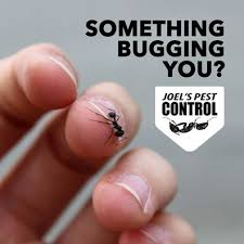 This reduces the amount of damage they can cause to the home and keeps all of your personal belongings. Joel S Pest Control Local Exterminator Pest Control Yuba City Ca
