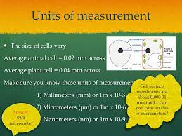 Thermo scientific™ 3000 series nanosphere size standards are highly uniform polystyrene spheres calibrated within billionths of a meter (nanometers) with nist traceable methodology. Animal Plant Cells Lo To Be Able To Prepare Slides For Viewing Under The Light Microscope Can Label Plant And Animal Cell Structures And Describe Their Ppt Download